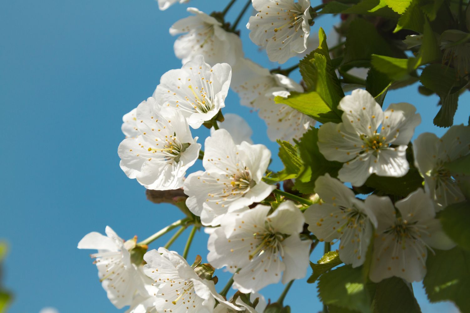 Kirschblüten